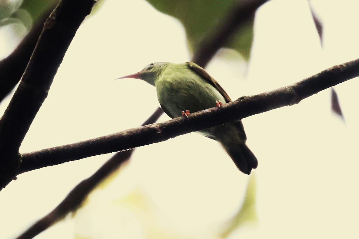 Temminck's Sunbird - ML623740399