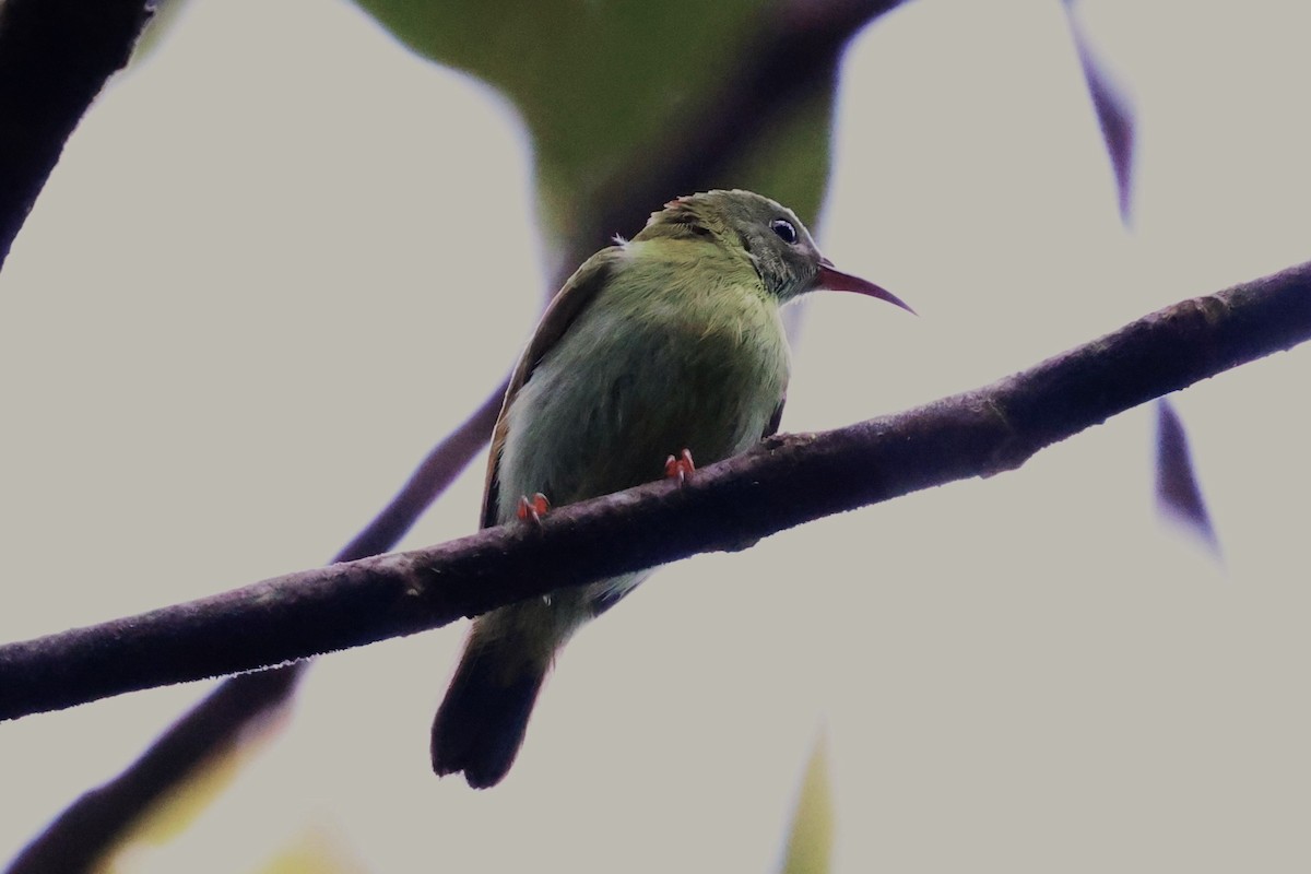 Temminck's Sunbird - ML623740400