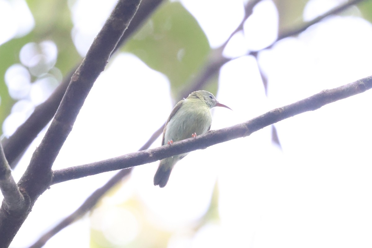 Temminck's Sunbird - ML623740401