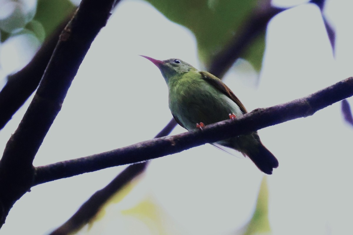 Temminck's Sunbird - ML623740402