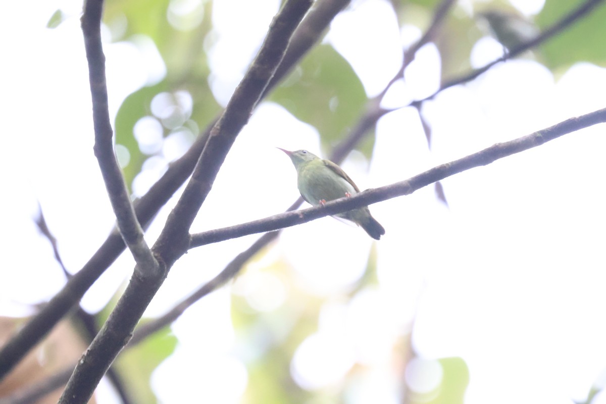 Temminck's Sunbird - ML623740404