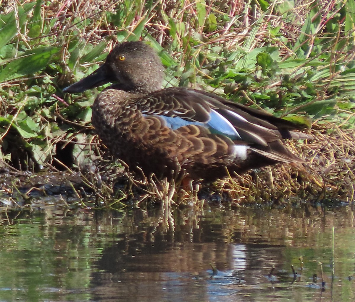 eBird Checklist - 15 Sep 2024 - Jerrabomberra Wetlands Nature Reserve ...