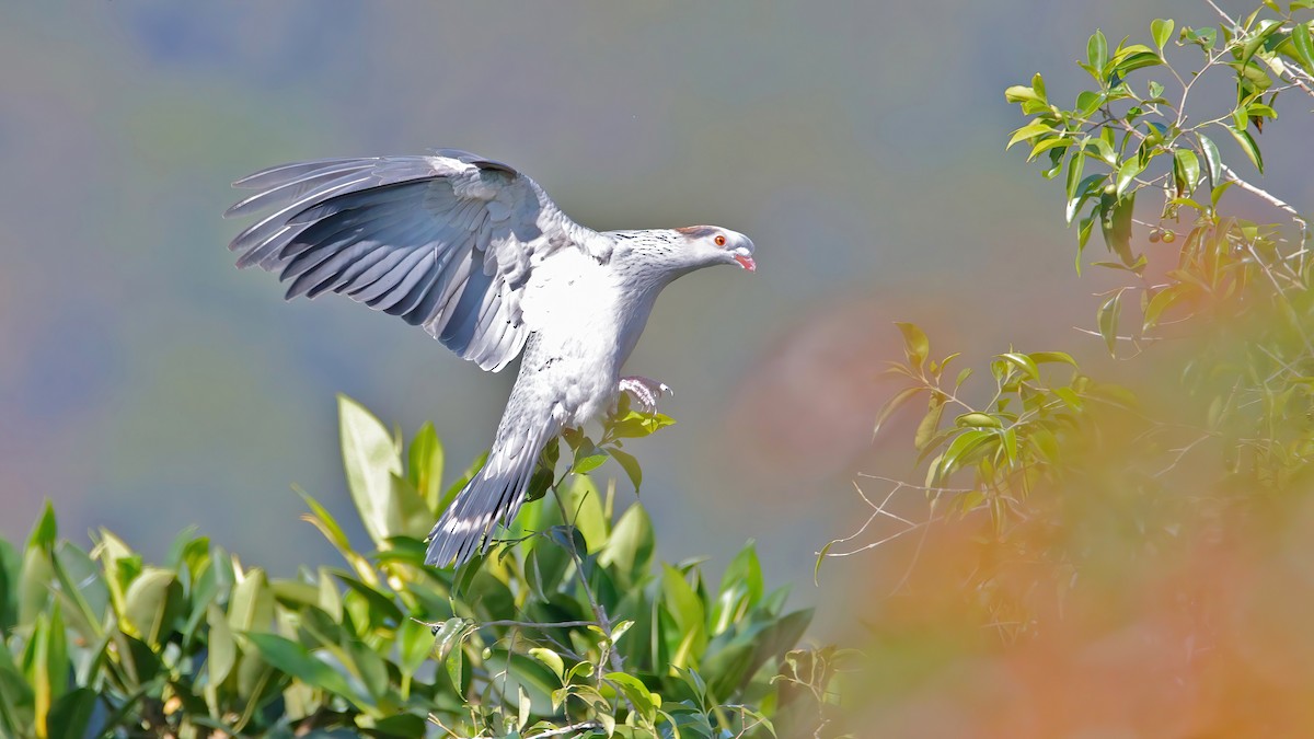 Topknot Pigeon - ML623740440