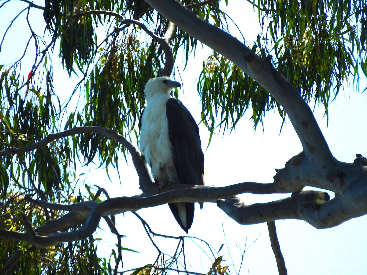 White-bellied Sea-Eagle - Rae Clark