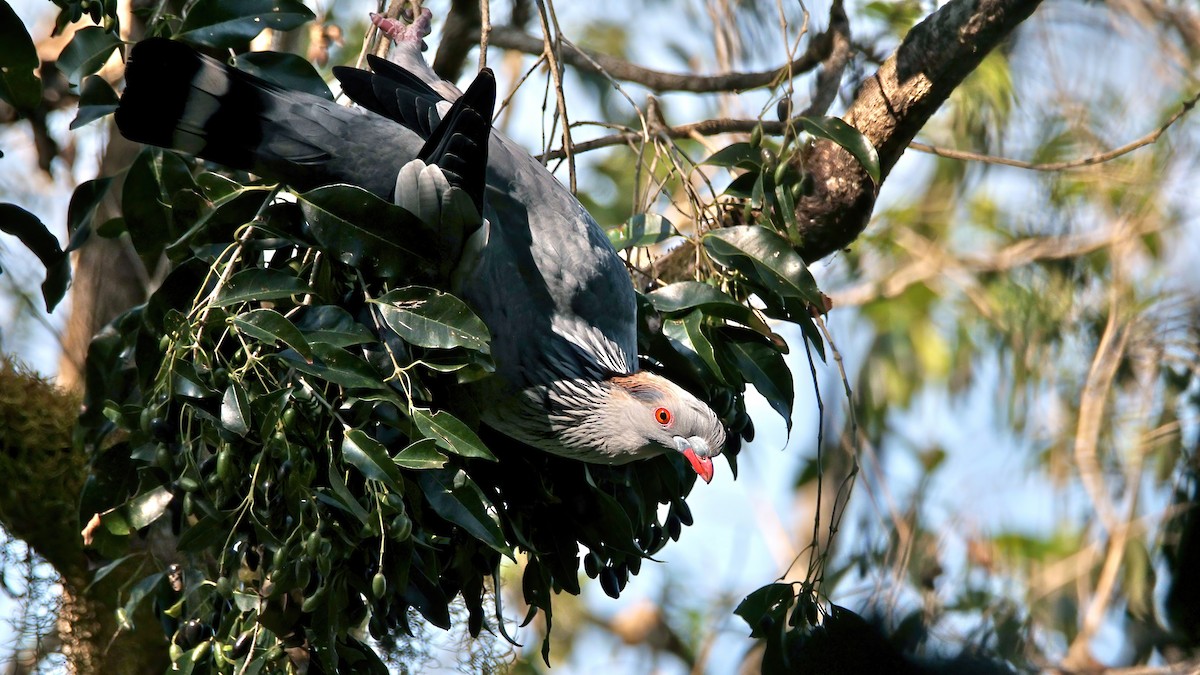 Topknot Pigeon - ML623740442