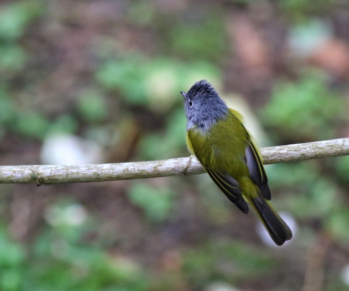 Gray-headed Canary-Flycatcher - ML623740470