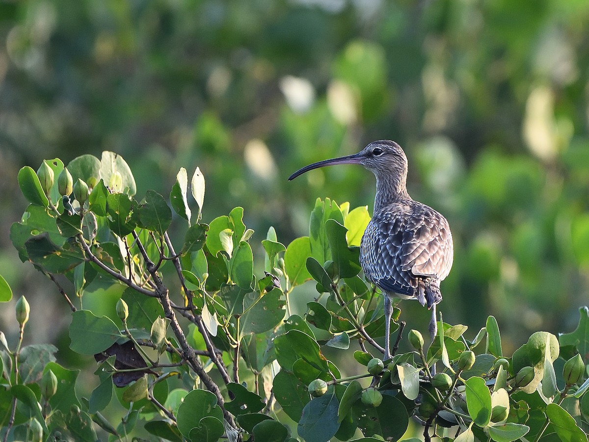 Whimbrel - ML623740472