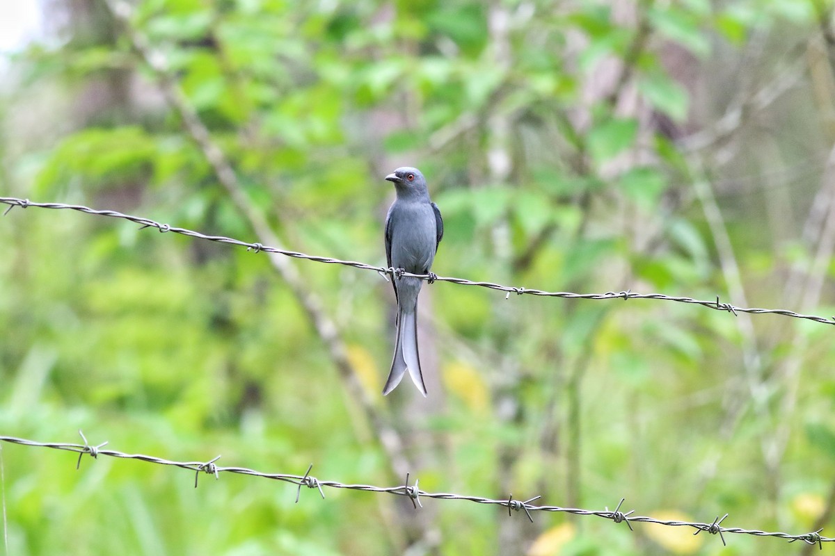 Drongo cendré - ML623740474