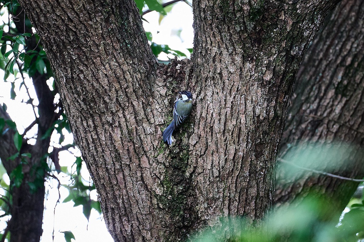 Japanese Tit (Japanese) - ML623740478