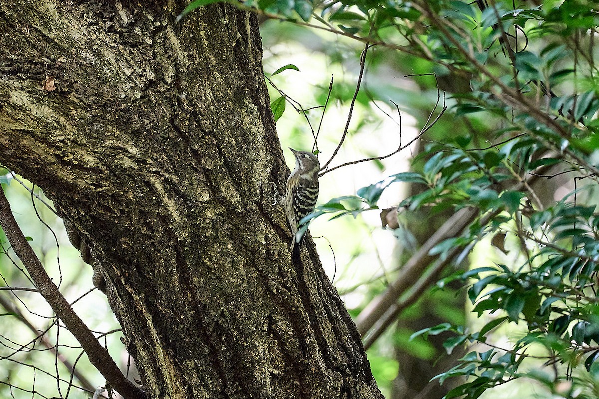 Japanese Pygmy Woodpecker - ML623740482