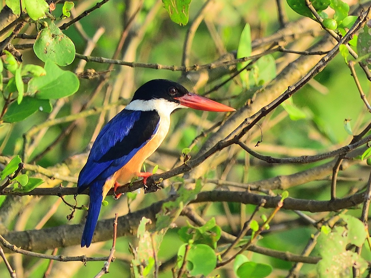 Black-capped Kingfisher - ML623740493