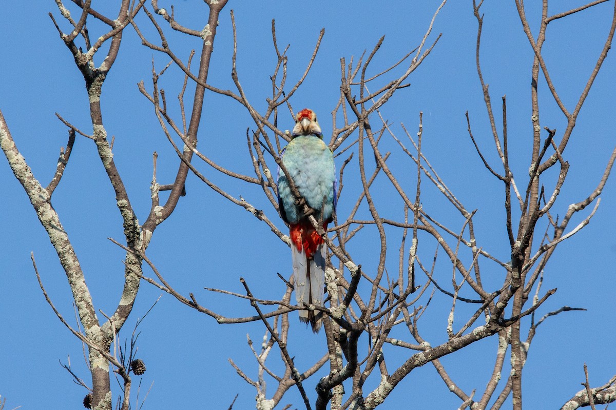 Eastern x Pale-headed Rosella (hybrid) - ML623740501