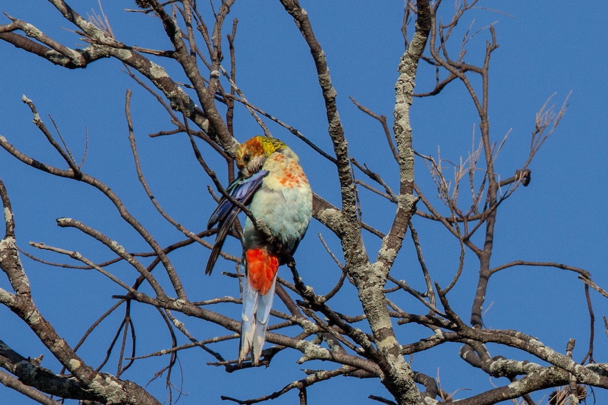 Eastern x Pale-headed Rosella (hybrid) - ML623740502