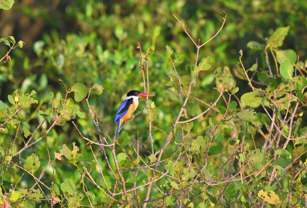 Black-capped Kingfisher - ML623740510