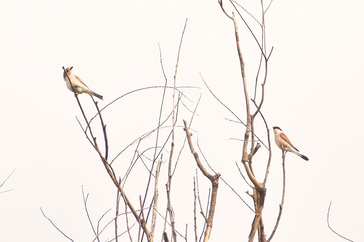 Red-backed Shrike - Aurora Varda