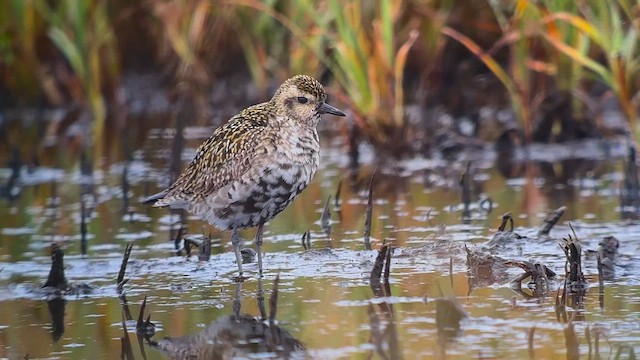 Chorlito Dorado Siberiano - ML623740513