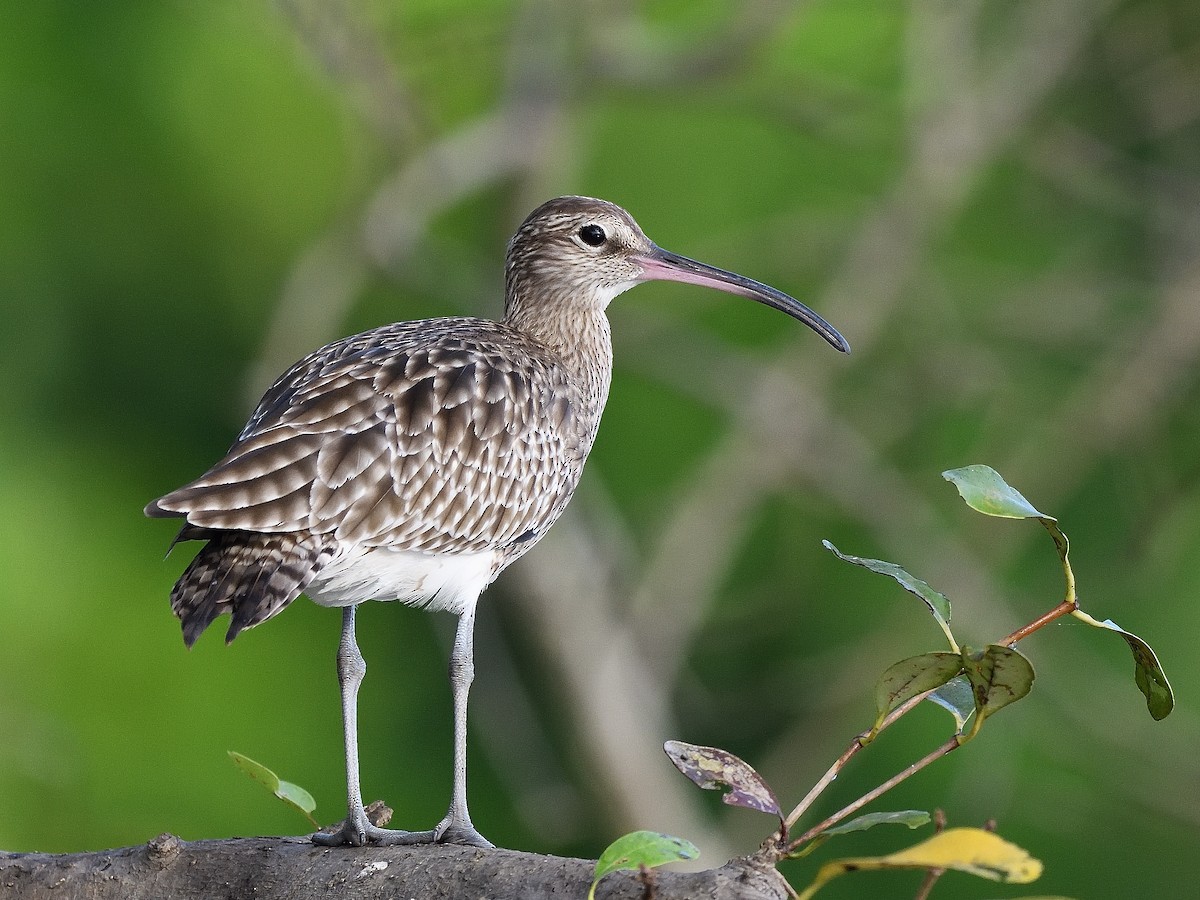 Whimbrel - ML623740532