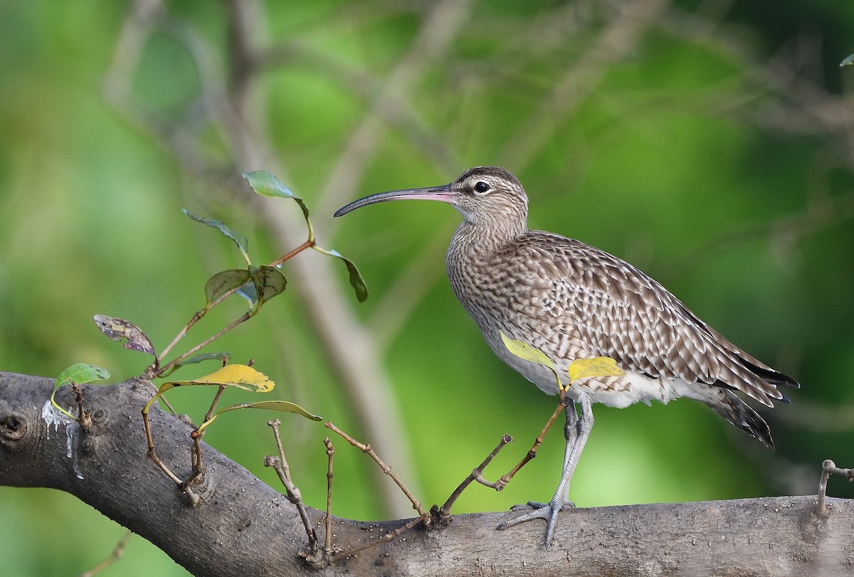 Whimbrel - ML623740533