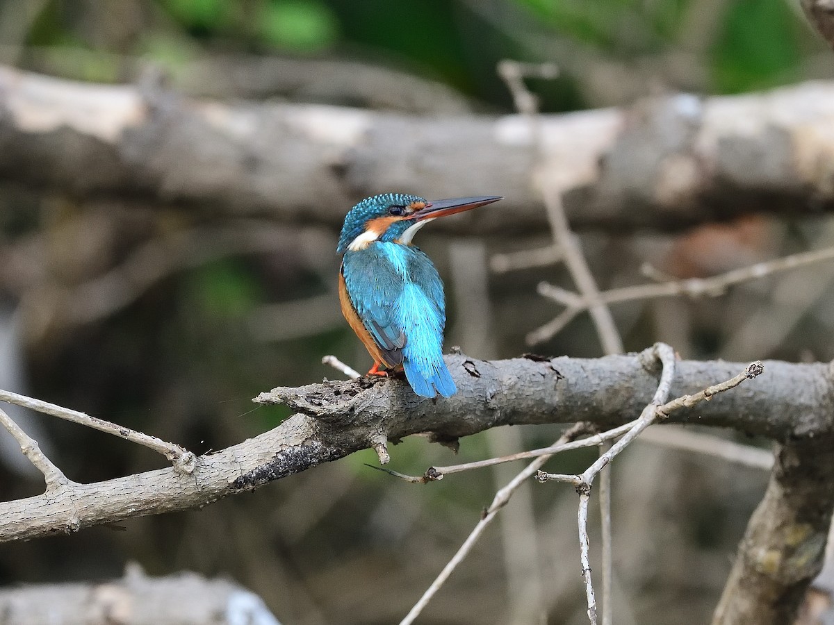 Common Kingfisher - ML623740558