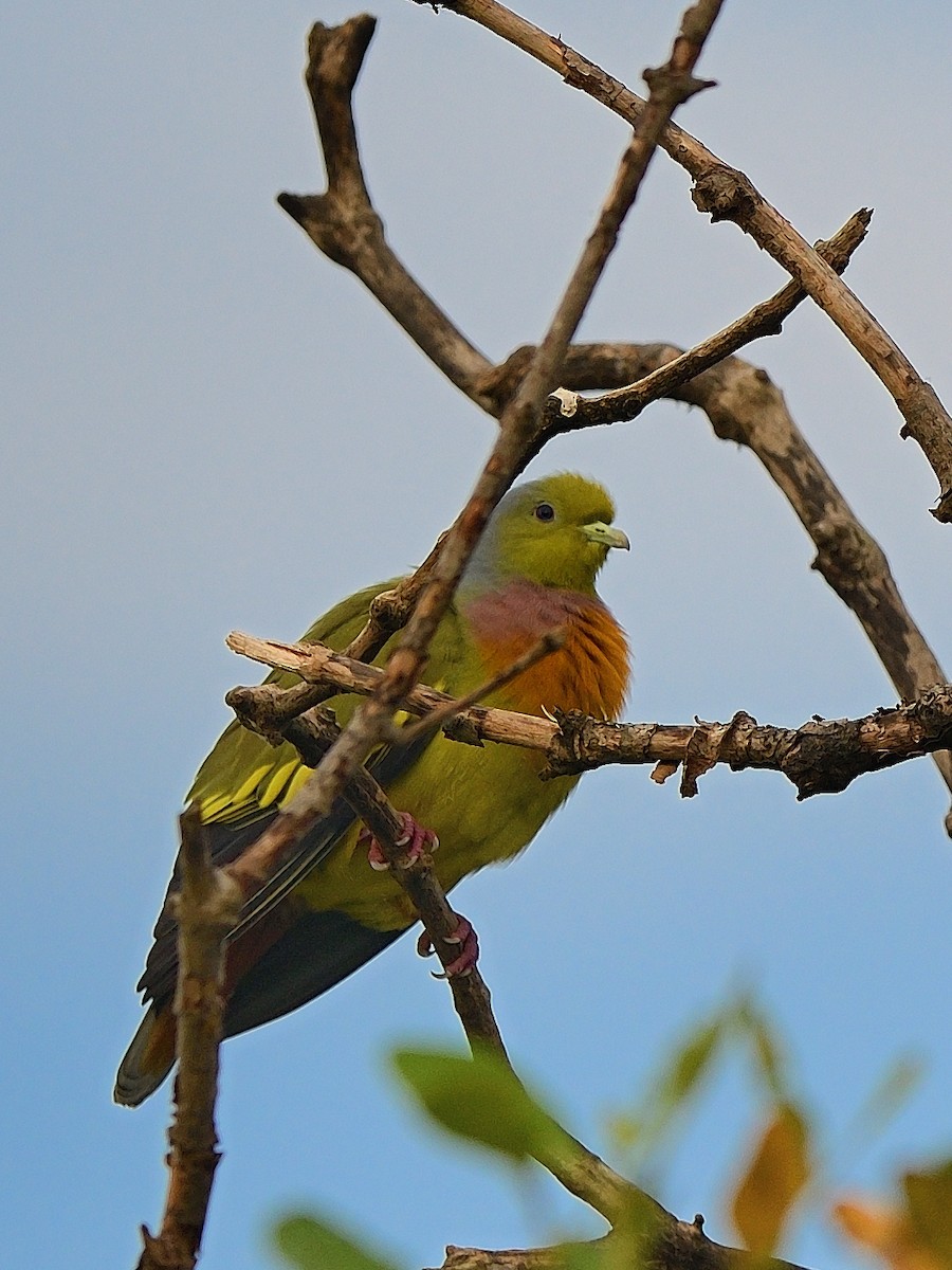 Orange-breasted Green-Pigeon - ML623740571