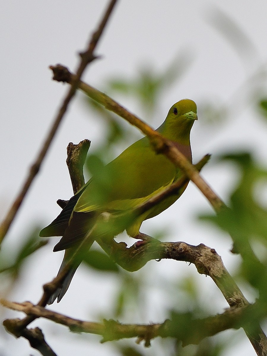 Orange-breasted Green-Pigeon - Bhaskar Mandal