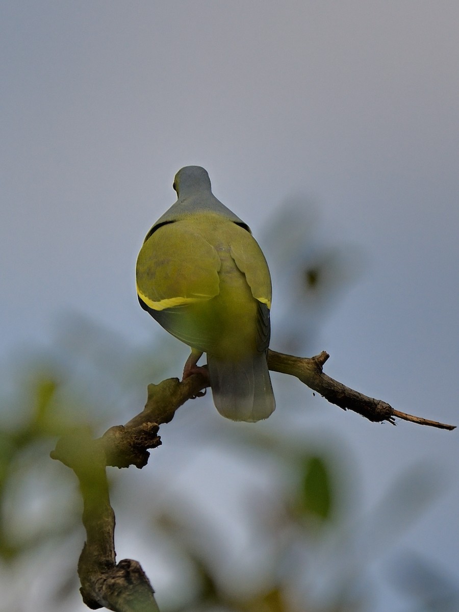 Orange-breasted Green-Pigeon - ML623740573