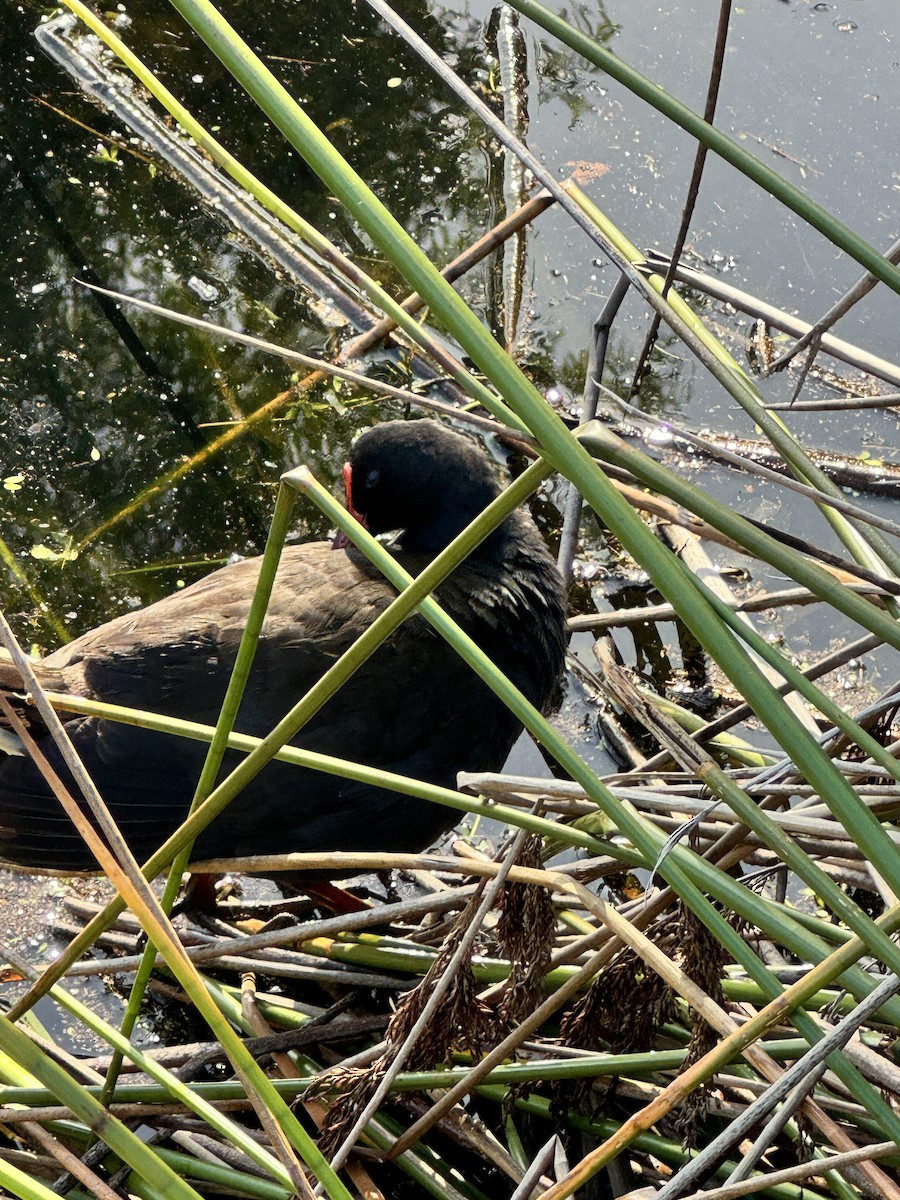 Dusky Moorhen - ML623740592