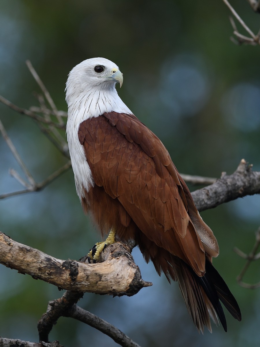 Brahminy Kite - ML623740597