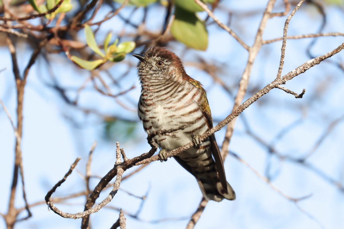 Shining Bronze-Cuckoo - ML623740603