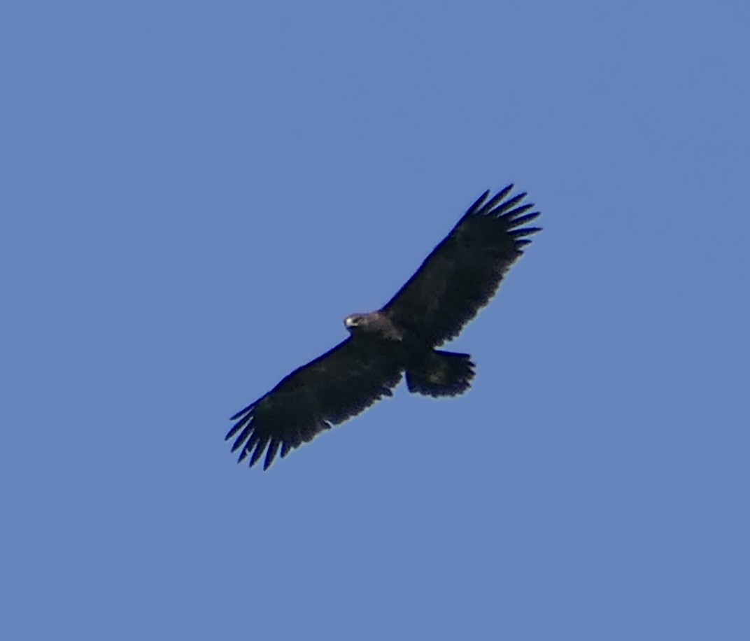 Greater Spotted Eagle - Dmitrii Konov