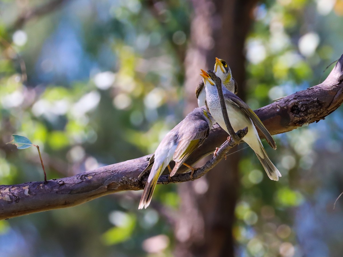 Yellow-throated Miner - ML623740634