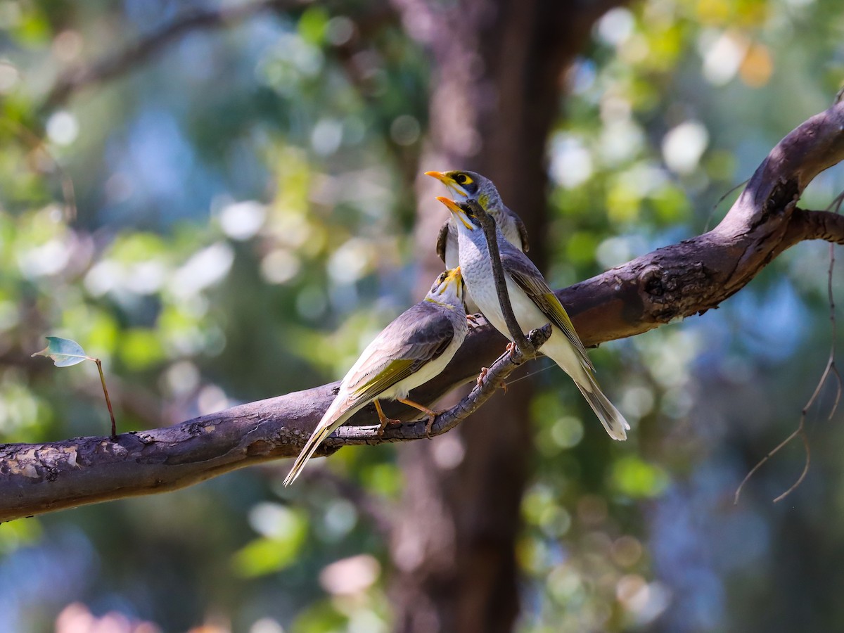 Yellow-throated Miner - Jessy Cottee