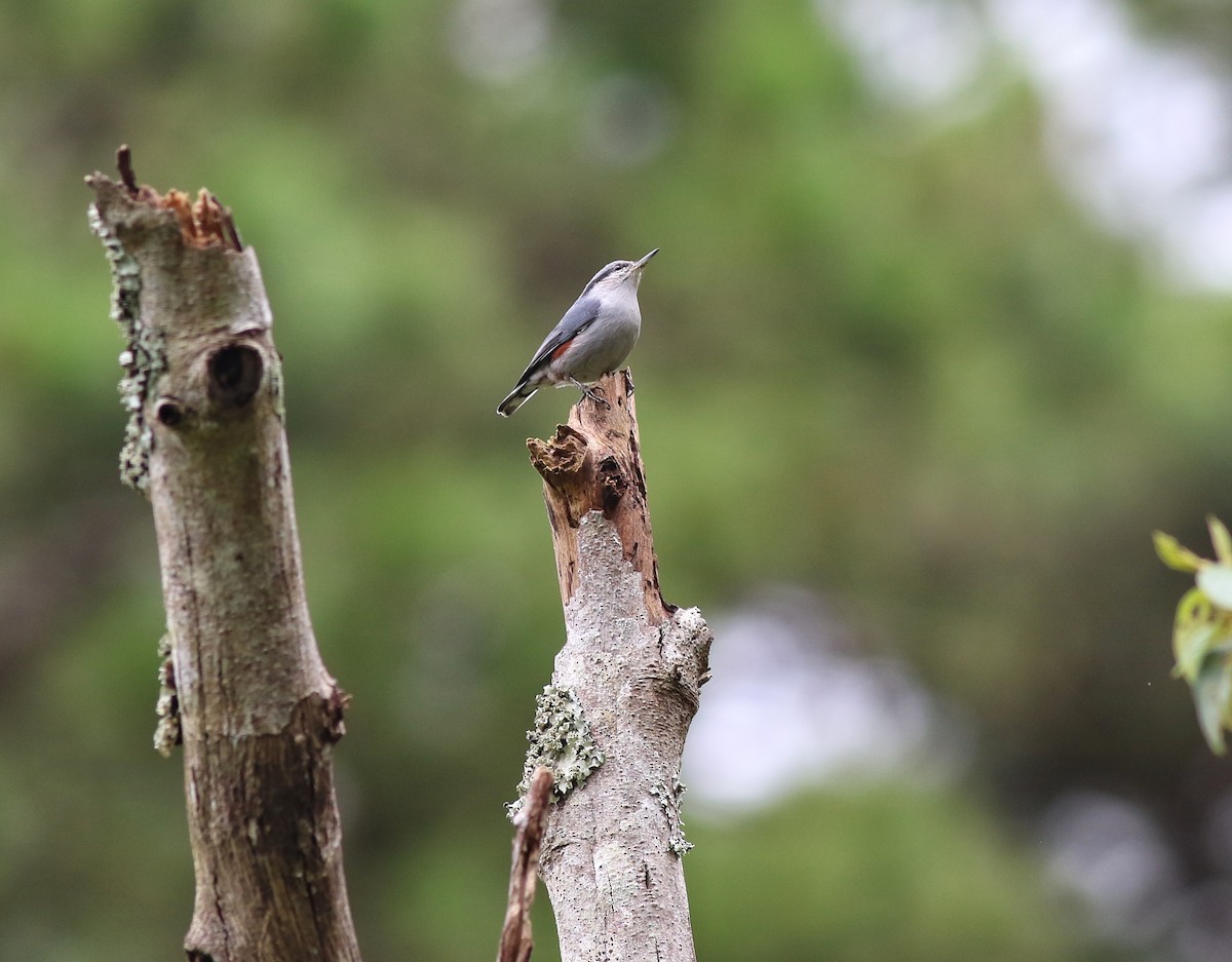 Chestnut-vented Nuthatch - Vittorio Pedrocchi