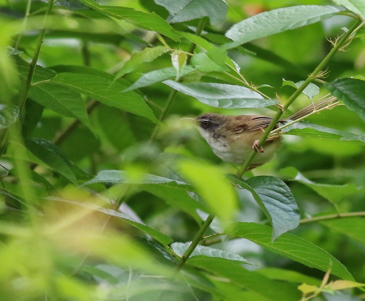 Hill Prinia - ML623740695