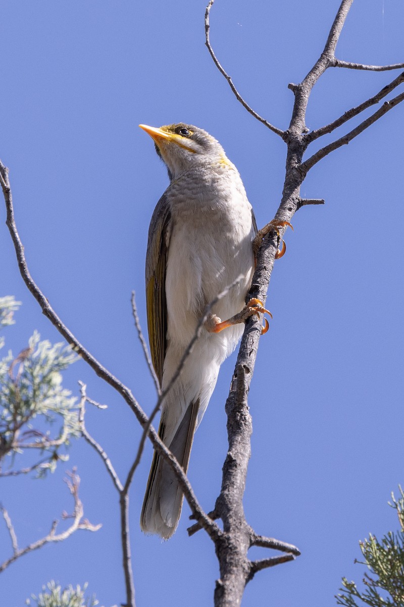 Yellow-throated Miner - ML623740715