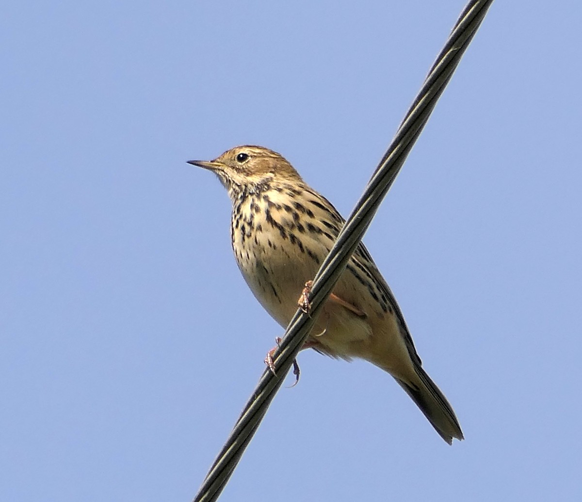 Red-throated Pipit - Dmitrii Konov