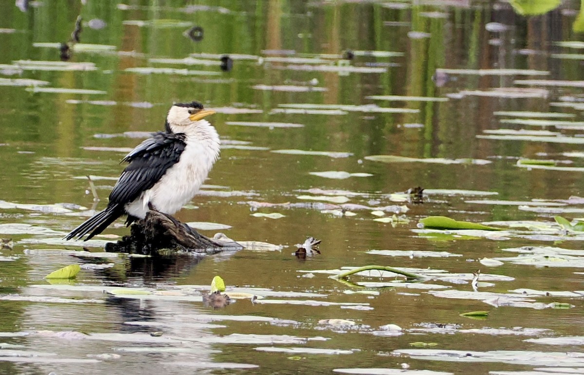 Little Pied Cormorant - ML623740734