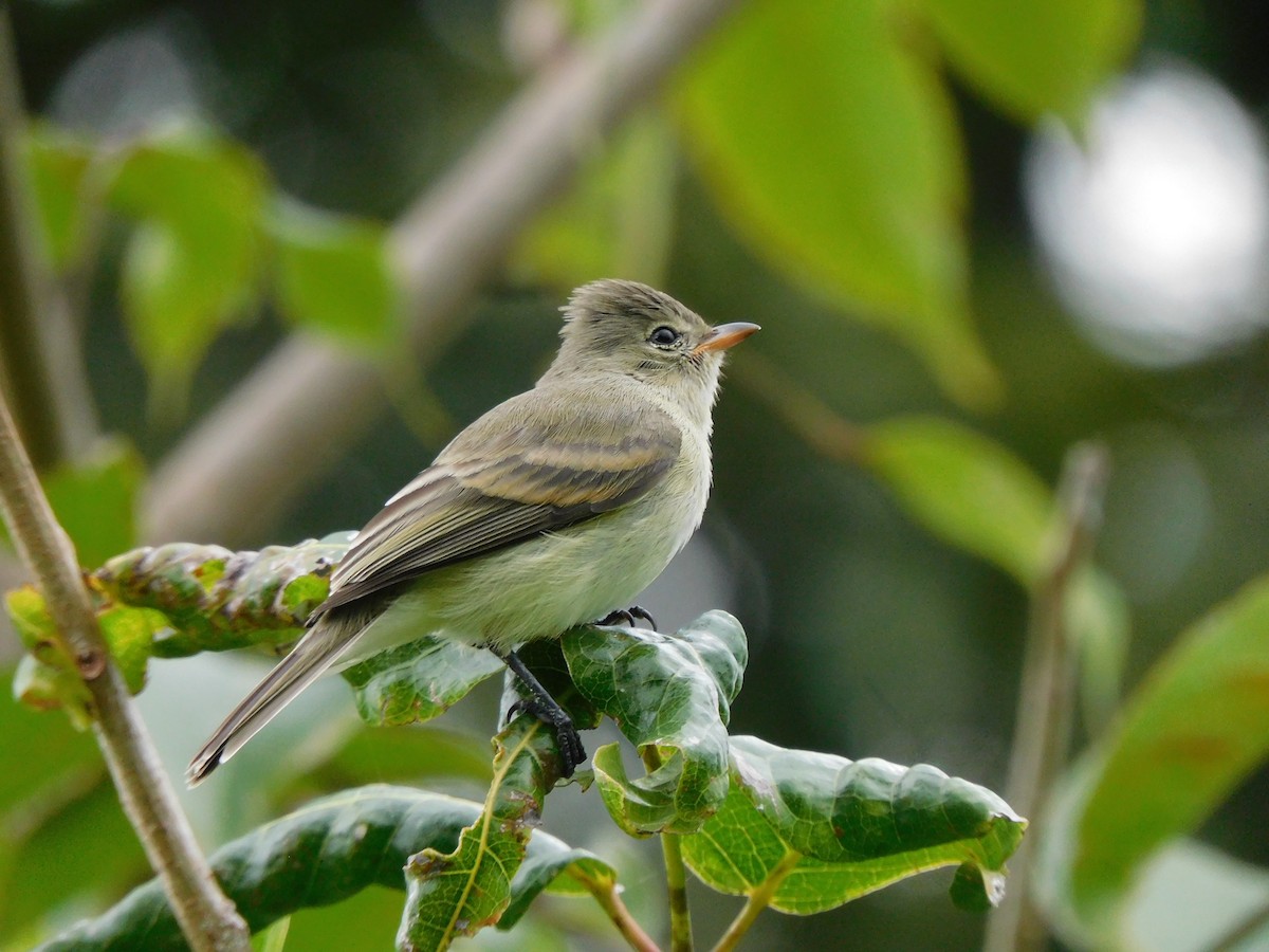 メグロハエトリ - ML623740736