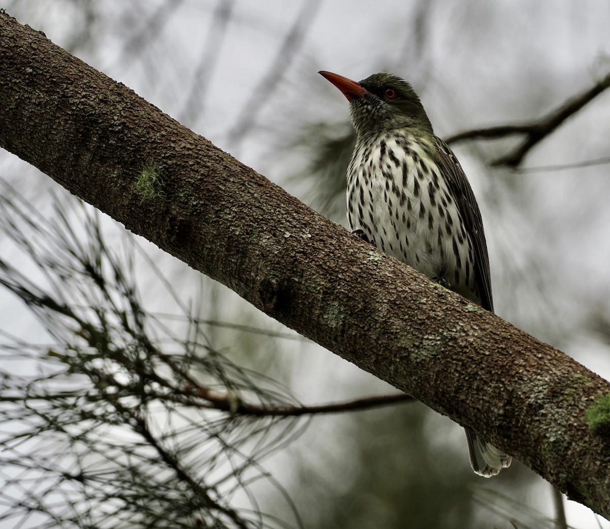 Olive-backed Oriole - ML623740740