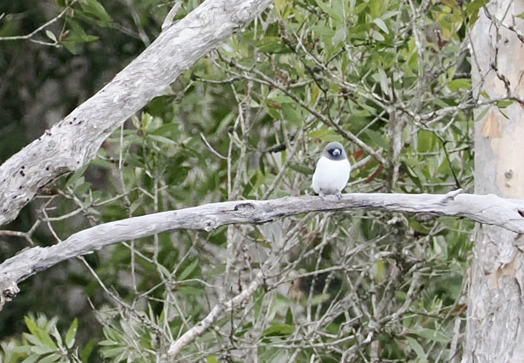 White-breasted Woodswallow - ML623740744