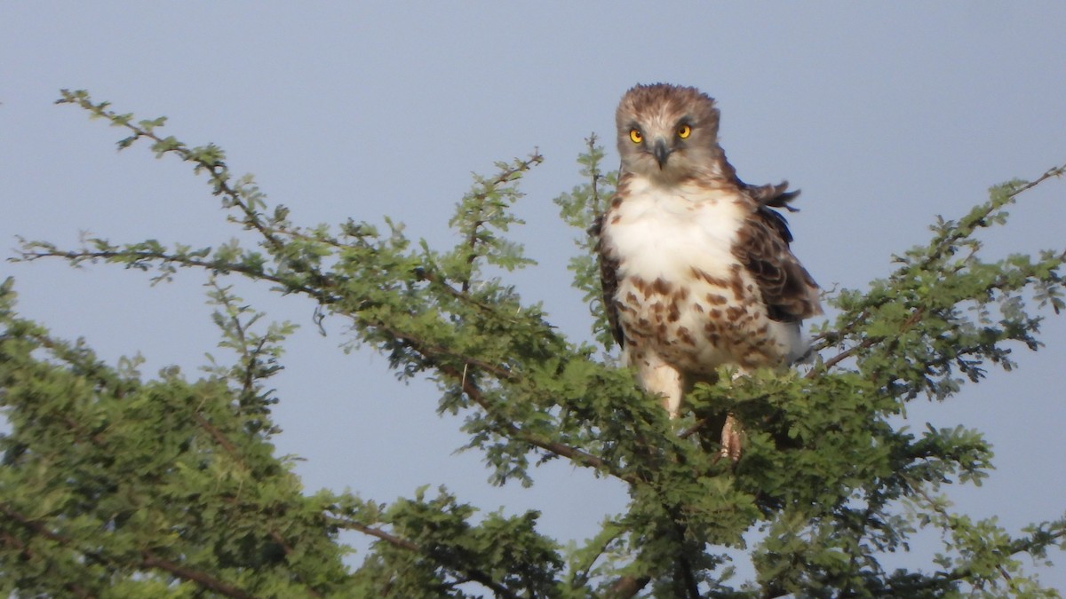 Short-toed Snake-Eagle - ML623740755