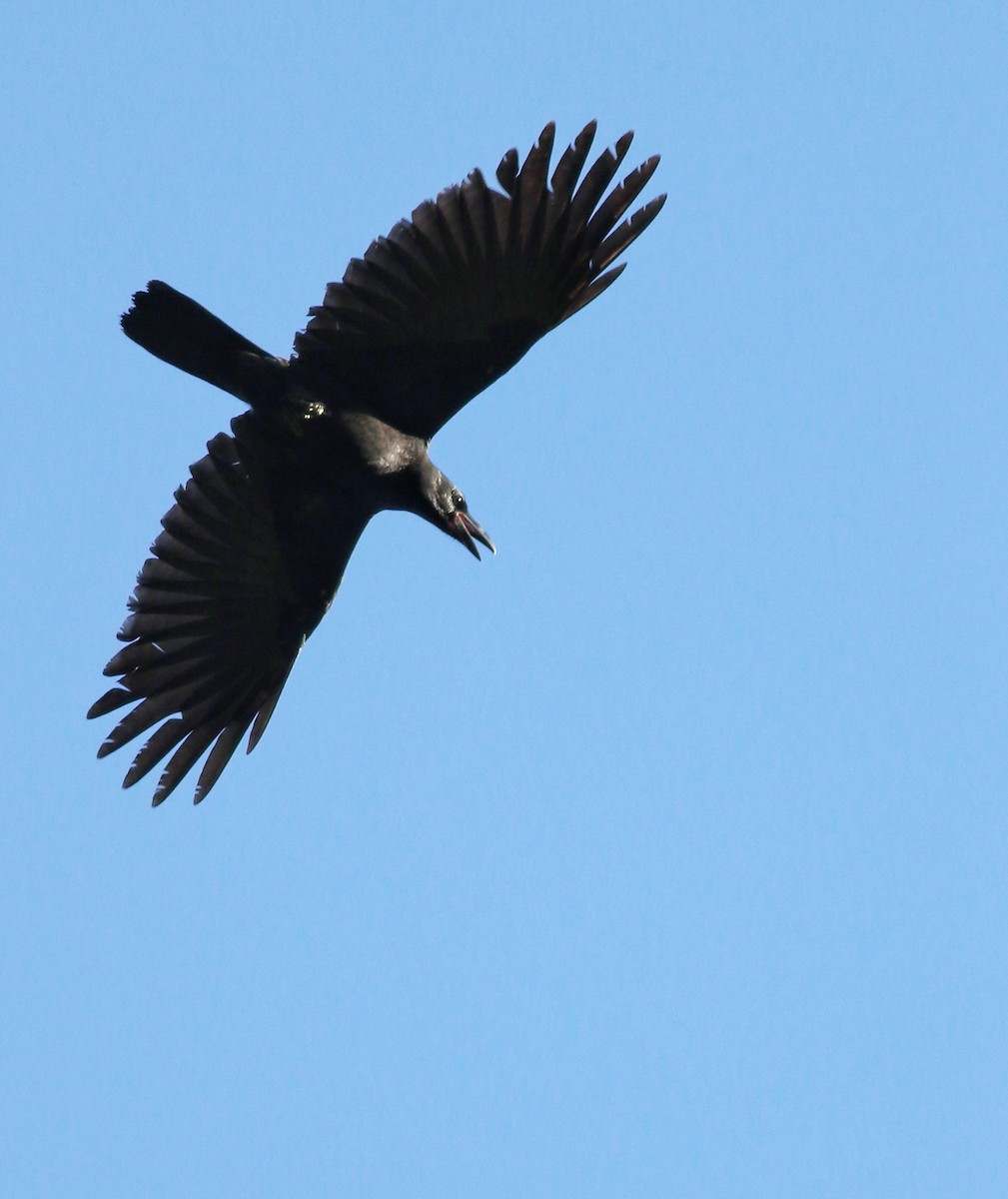 Large-billed Crow - Vittorio Pedrocchi