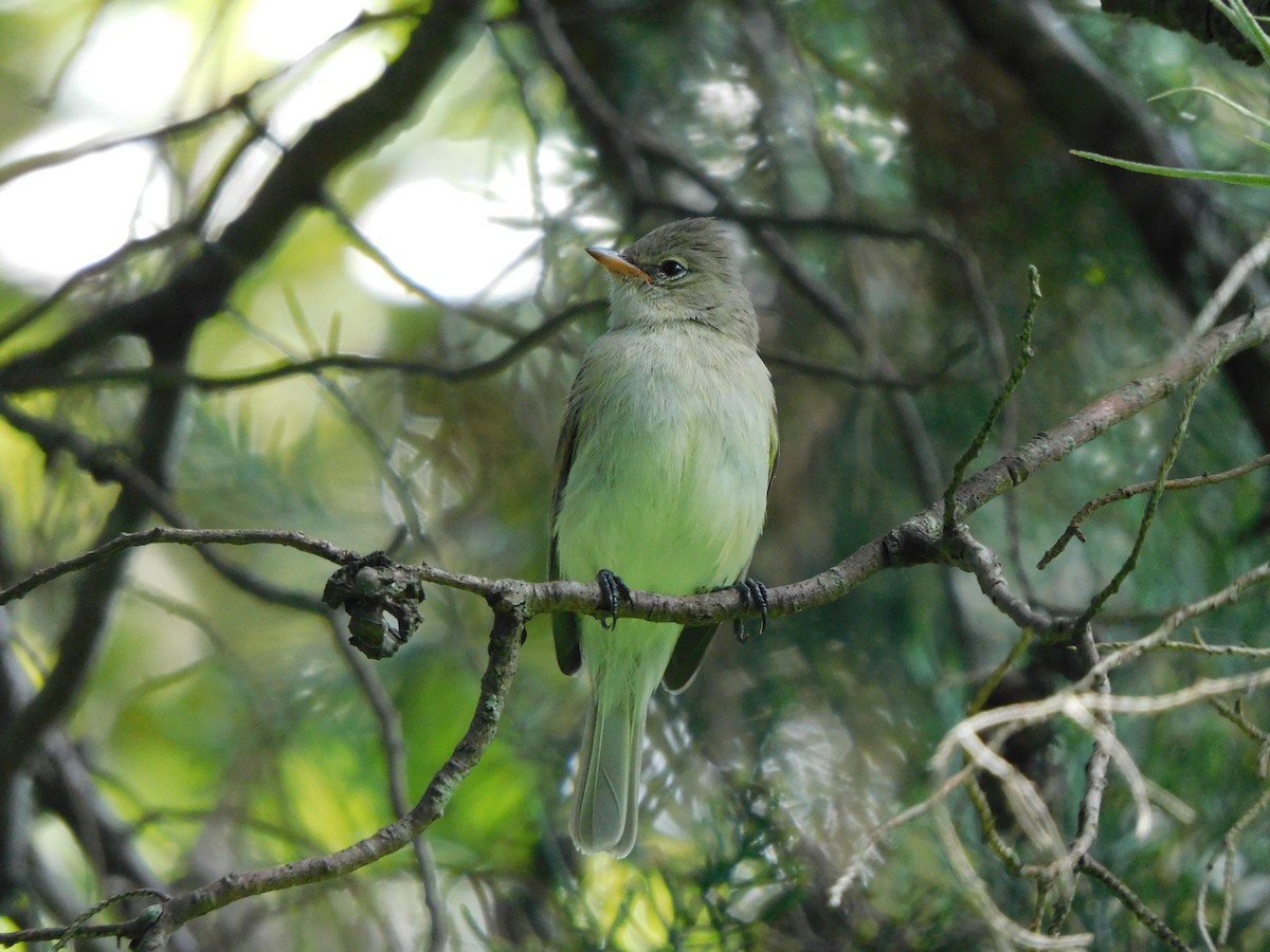 Northern Beardless-Tyrannulet - Ariel Fonseca