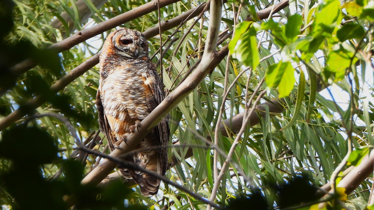 Mottled Wood-Owl - ML623740808