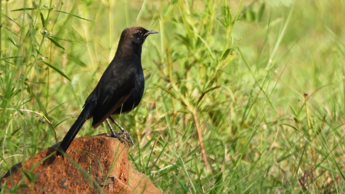 Black Drongo - ML623740837