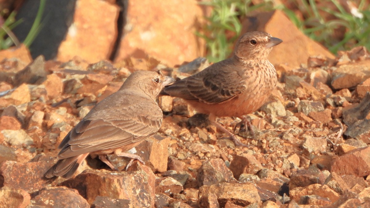 Rufous-tailed Lark - ML623740839