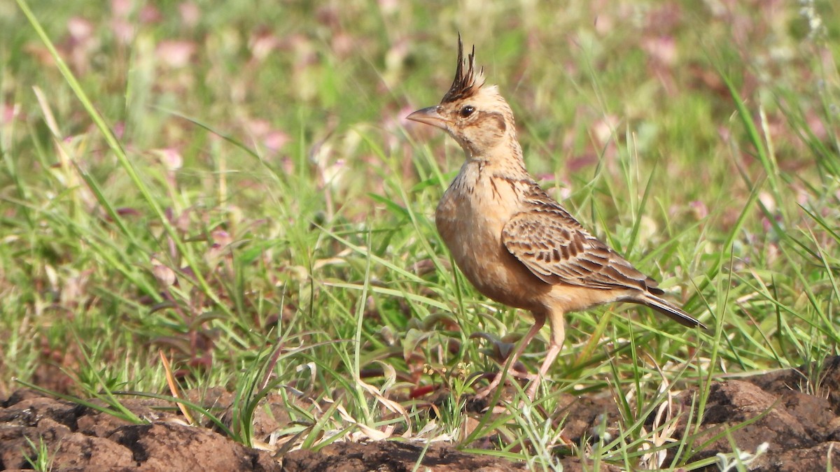 Tawny Lark - ML623740847