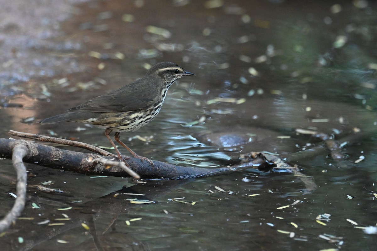 Northern Waterthrush - ML623740849