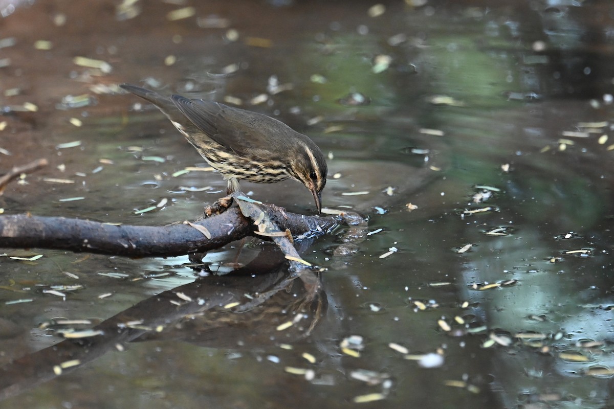 Northern Waterthrush - ML623740858