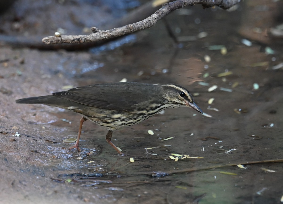 Northern Waterthrush - ML623740865